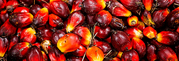 Refining process of palm oil
