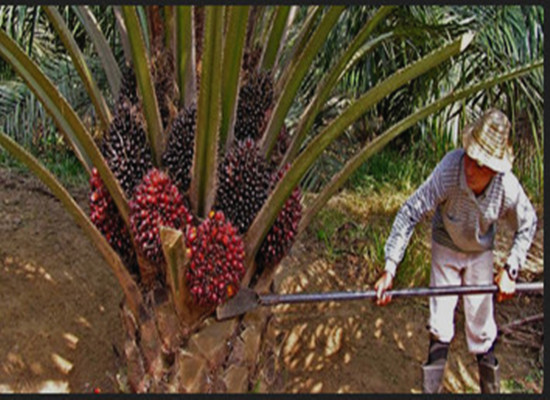 the oil palm with highest yielding