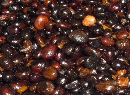 How to process palm kernel?