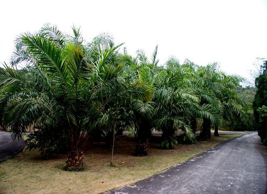 A brief introduction of palm oil plantation