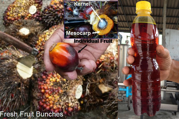 palm fruit structure and final oil