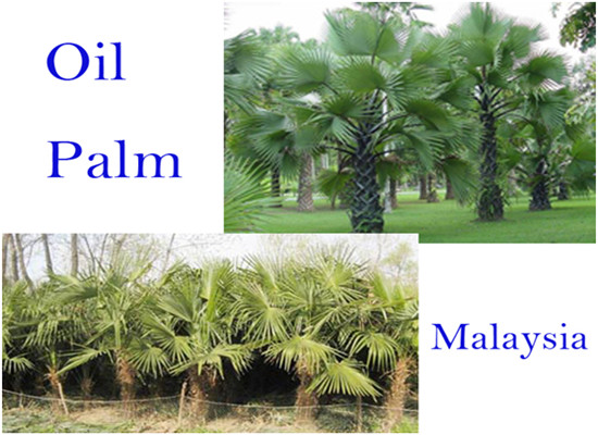 West African palm oil market