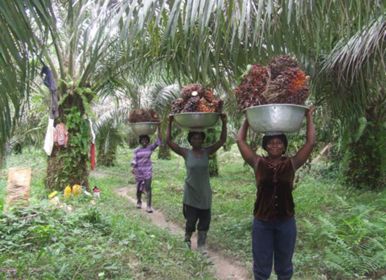 Why palm oil mill need to be close to the palm fruit plantation?