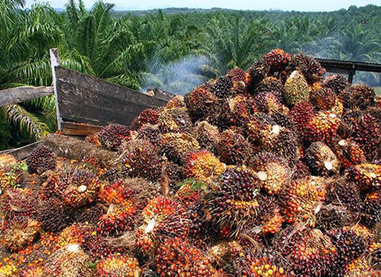 What is palm oil? What's wrong with palm oil?