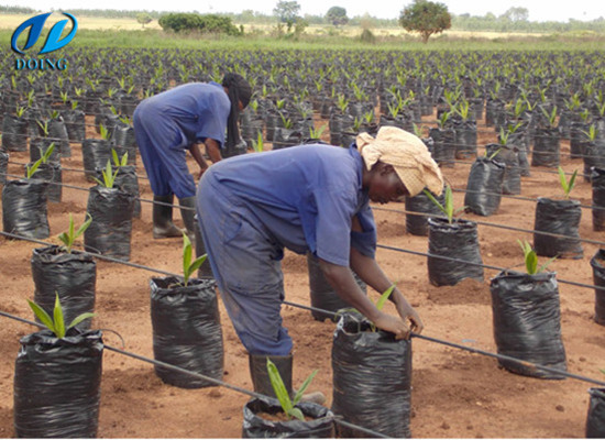 Northern Uganda to grow oil palm to meet market demand