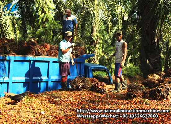 What is standard palm oil plantations?