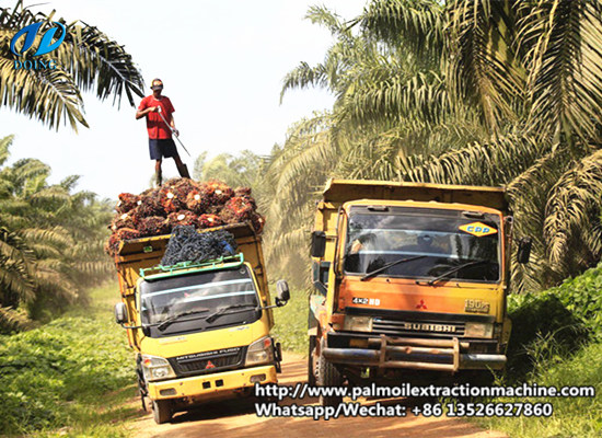 How to Manage a Palm Oil Plantations?