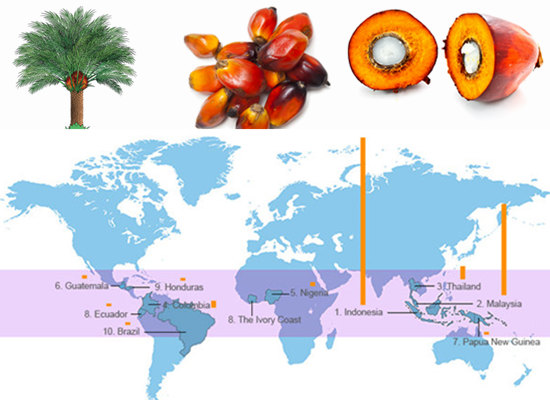 Top palm oil producing countries in the world (Palm oil production in tonnes)