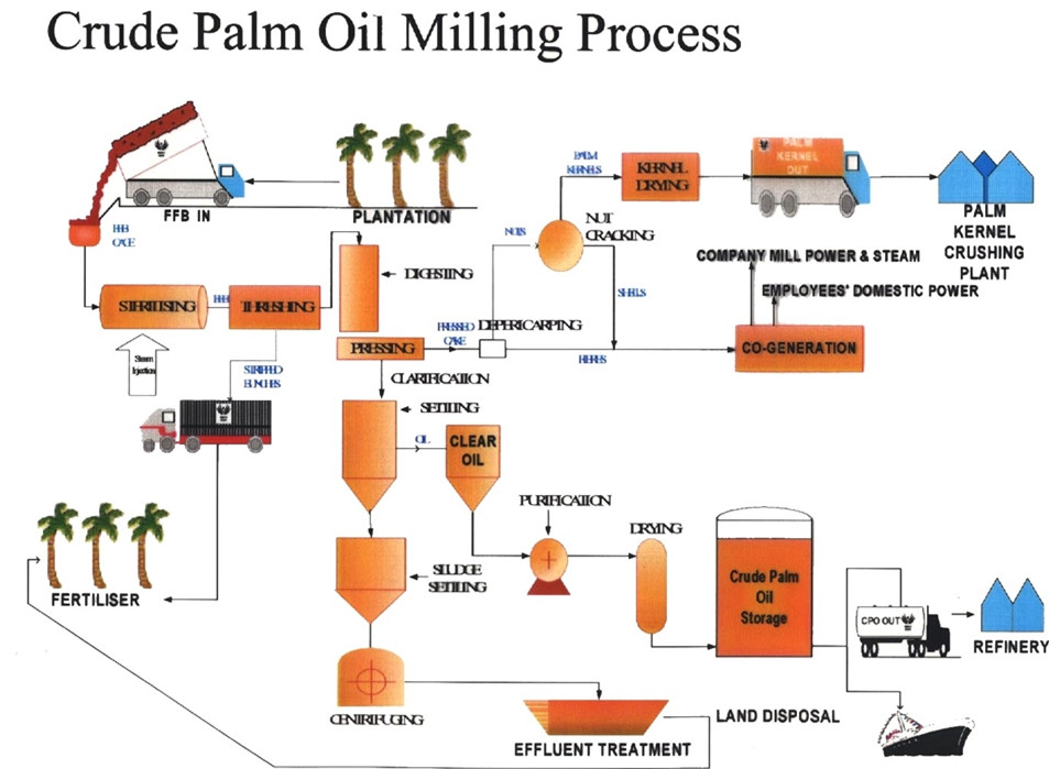 What Is The Detail Process Of Palm Oil Refinery Palm Oil Extraction FAQ