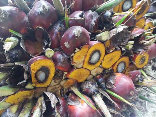 El Nino will cause reduction of output 12% palm oil in Malaysia