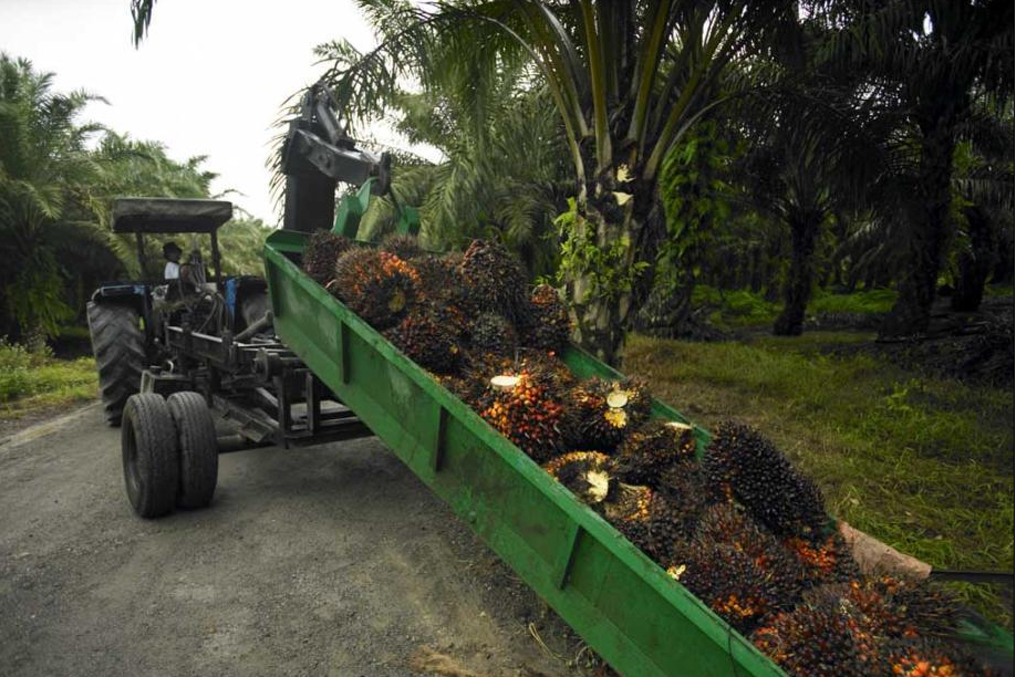 Palm oil tree to extract palm oil