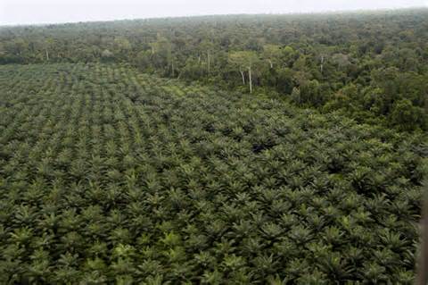 palm oil plantations