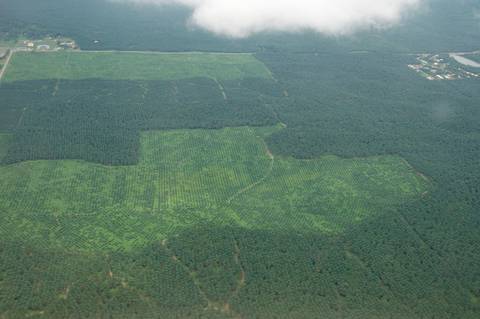 Palm Oil Plantations In Africa