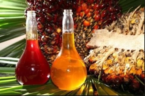 Palm Oil Industry In Malaysia