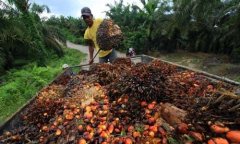Palm oil industry in Ivory Coast, Africa