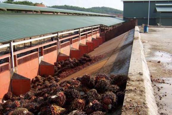 palm oil section