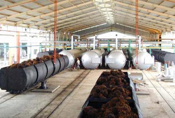 palm oil section