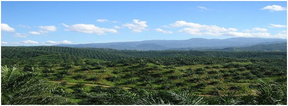 palm oil planatation