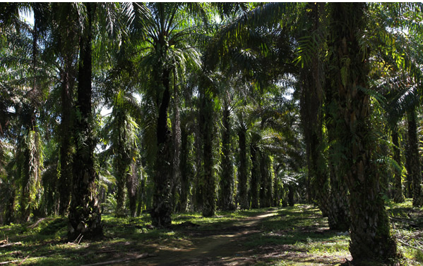 Way out for palm oil producers of Indonesia