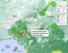 Cameroon yearly palm oil gap exceed 70,000 tonnes