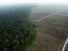 Russia palm oil imprt increase