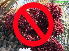 Iran ban palm oil import