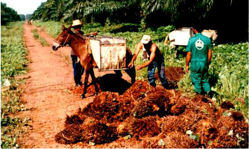 palm oil machine