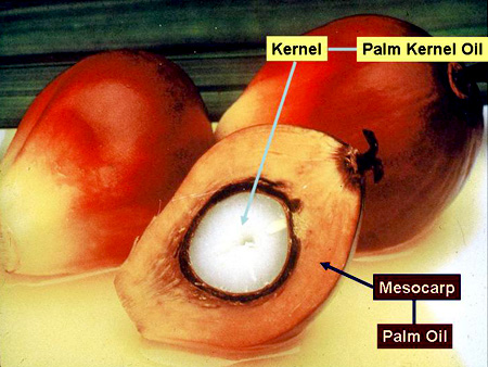 How to Start a Palm Kernel Oil Extraction Company_Palm Oil