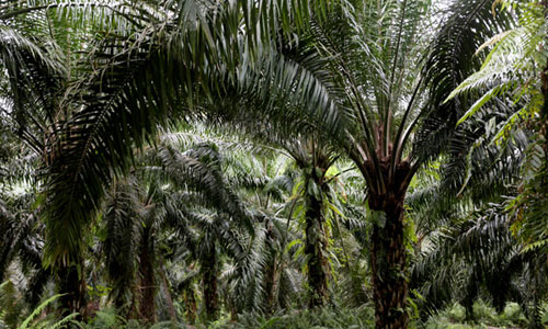 oil palm farm in africa