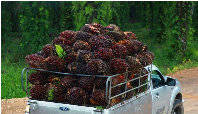 palm fruit oil production line