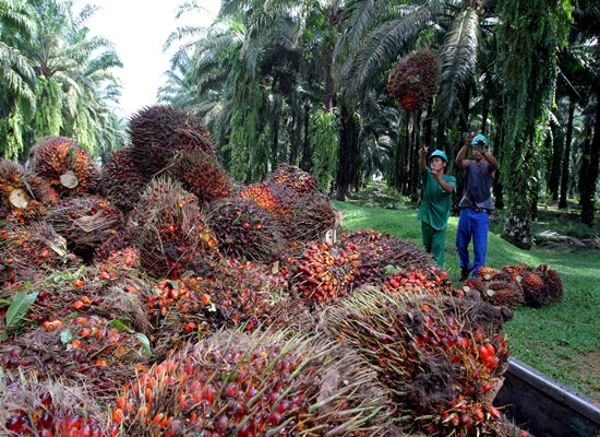 Higher Malaysian Palm Oil Export to India