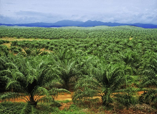 One of The World's Largest Palm Oil Exporter