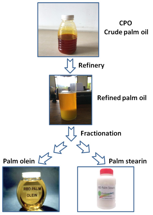 crude palm oil and refined palm oil