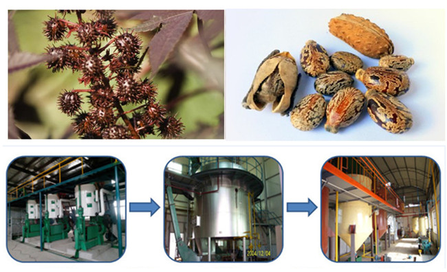 how-to-extract-castor-oil-from-castor-seeds-palm-oil-extraction-faq