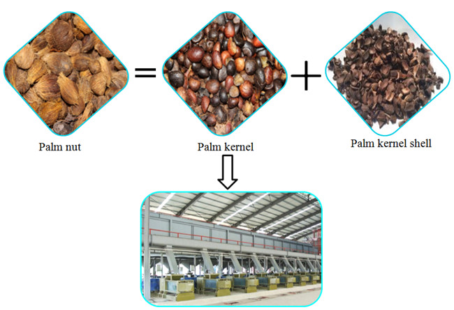 palm kernel oil expeller 