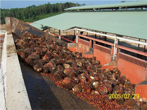 palm oil press production machine