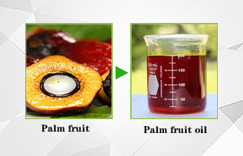 crude palm oil 