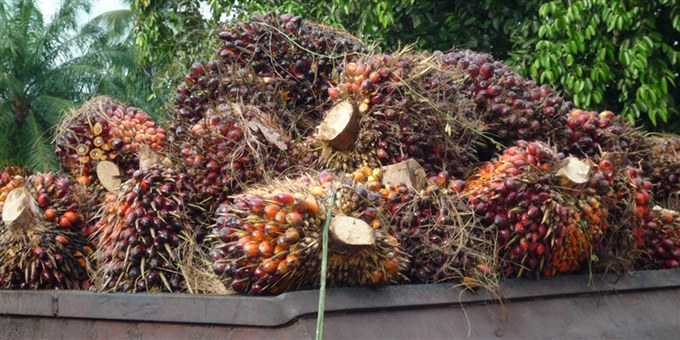 Ffb Oil Palm Daily Price