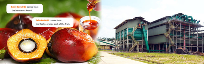 red palm oil extraction process