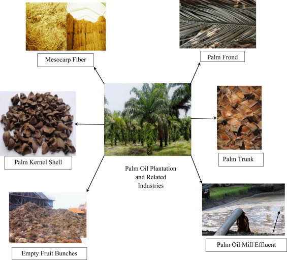 palm oil mill effluents