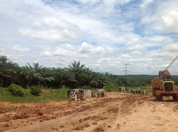 oil palm plantation 