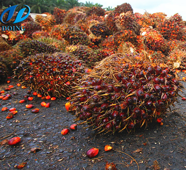 palm oil production in Ghana 