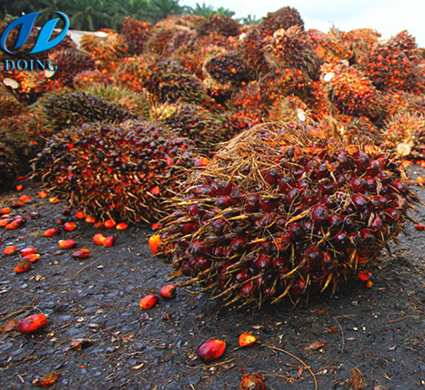 palm-oil-processing-plant-in-ghana-industry-news-palm-oil-production-in