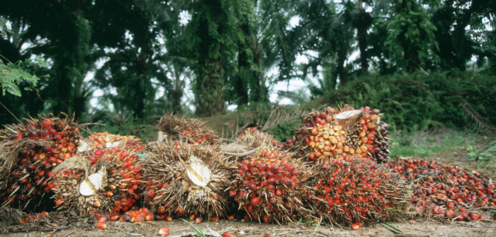 palm oil production industry